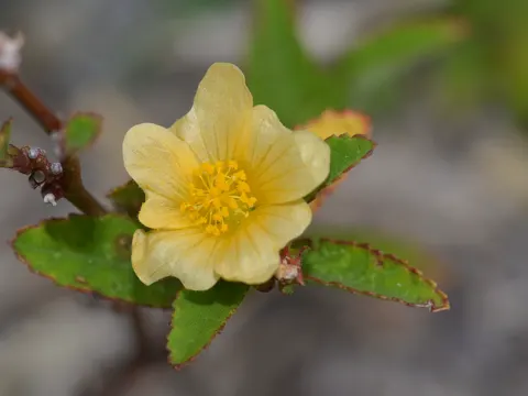 Prickly Mallow