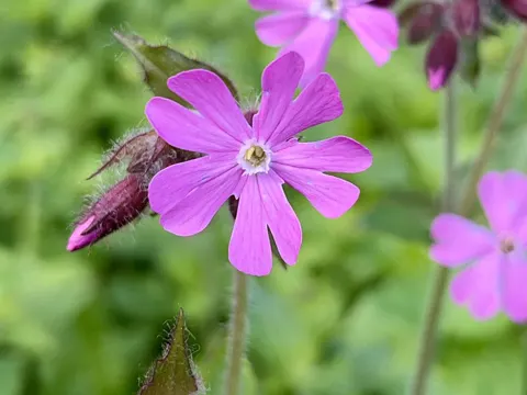 Red Campion