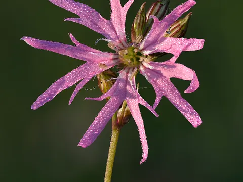 Ragged Robin
