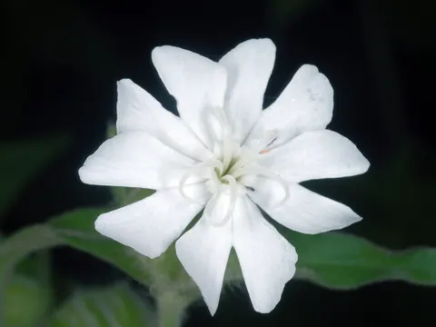 White Campion (Silene latifolia)
