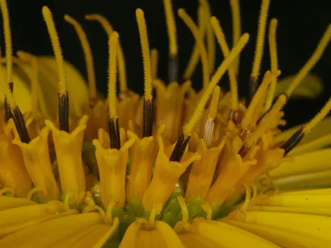 Cup Plant