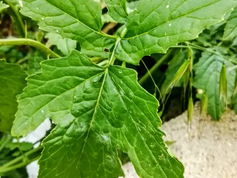 White Mustard