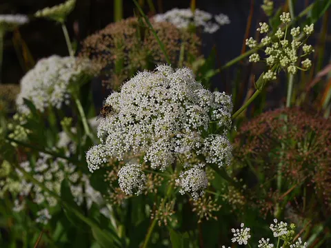Greater Water-parsnip