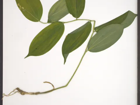 False Solomon's Seal