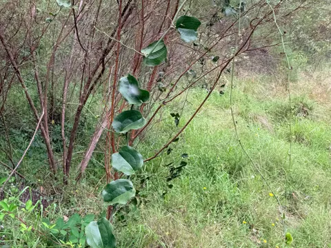 Australian Sarsaparilla