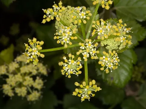Alexanders
