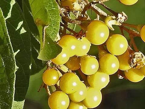 Solanum argentinum