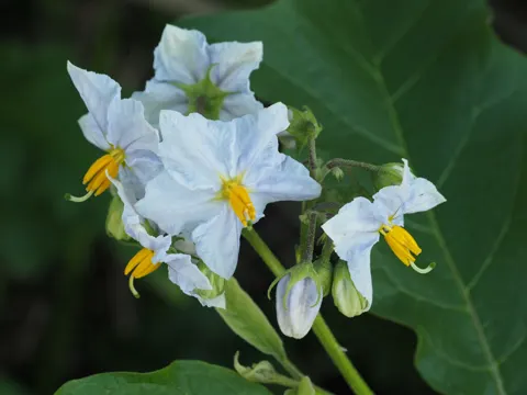 Bonariensis Nightshade