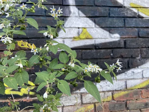 Poison Berry
