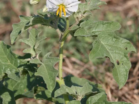 Silverleaf Nightshade