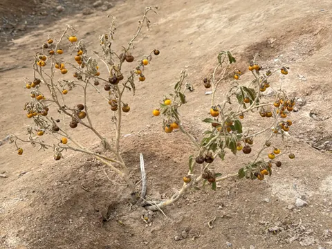 Silver Nightshade
