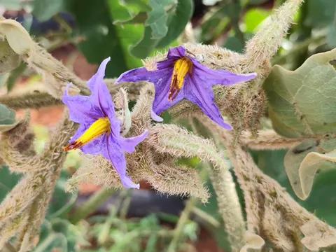 False Nightshade