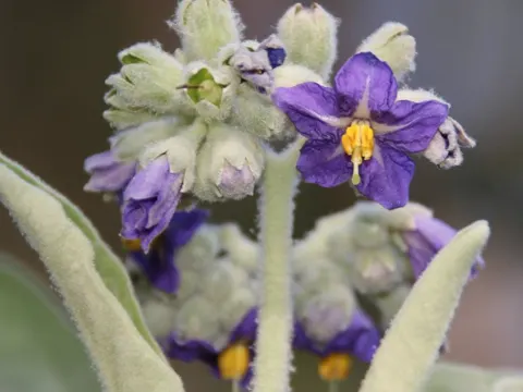 Solanum mauritianum