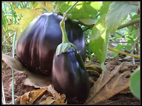Eggplant