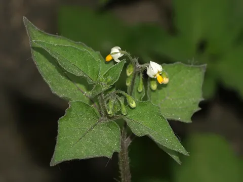 Black Nightshade