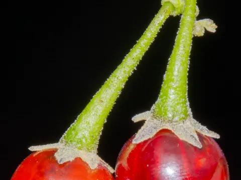 Solanum nitidum