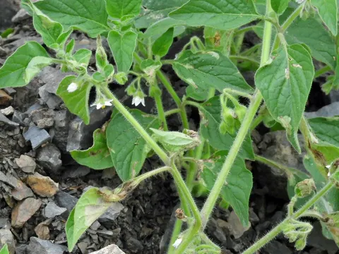 Green Nightshade
