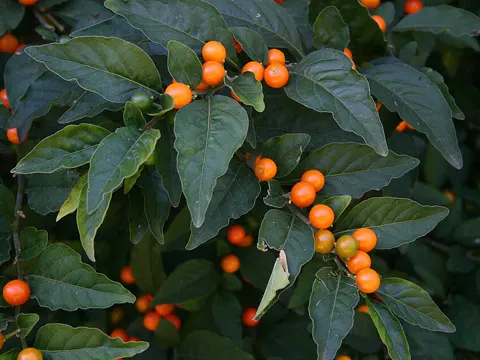 Jerusalem Cherry