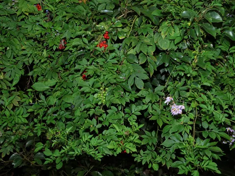 Brazilian Nightshade