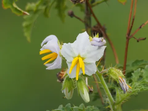 Solanum sisymbriifolium