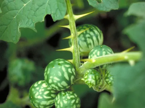 Solanum (fruit)