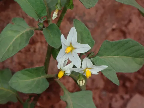 Red Nightshade