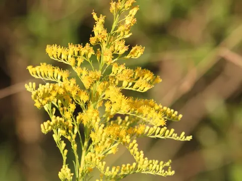 Goldenrod
