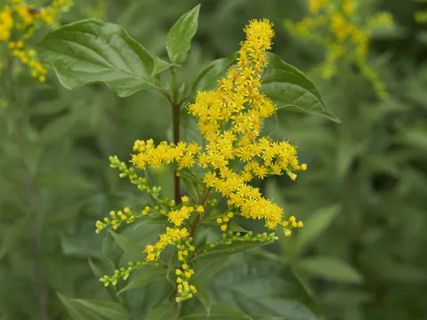 Giant Goldenrod