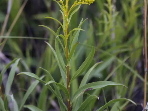 early goldenrod