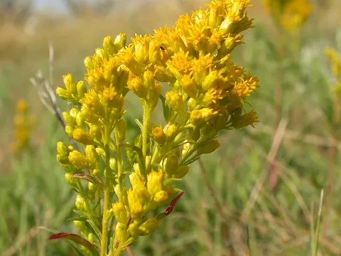 Missouri Goldenrod