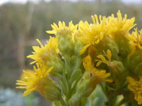 Rigid Goldenrod
