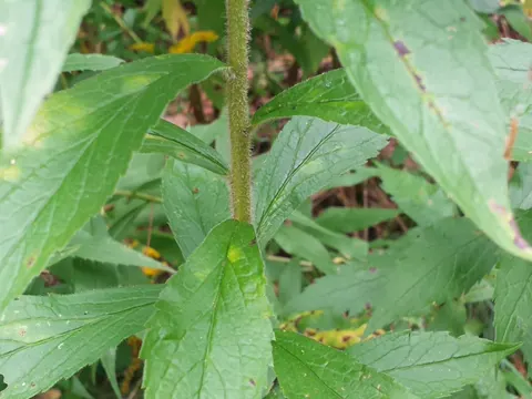 Rough-stemmed Goldenrod