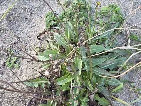 Field Sowthistle