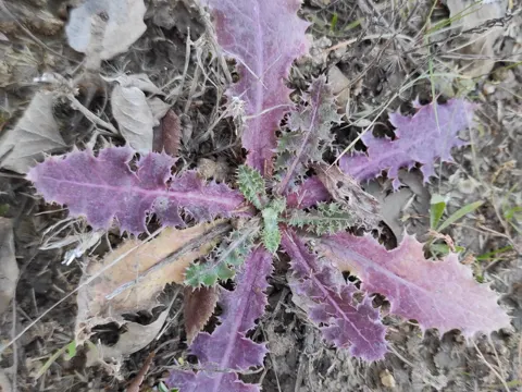 spiny sowthistle