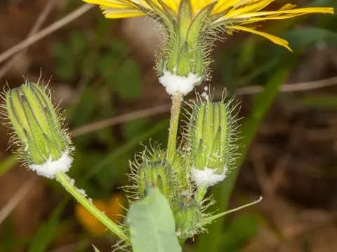 Soft Hawksbeard