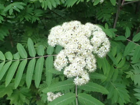 Mountain Ash
