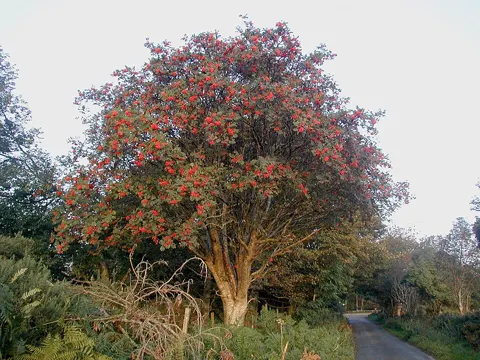 Rowan Berry