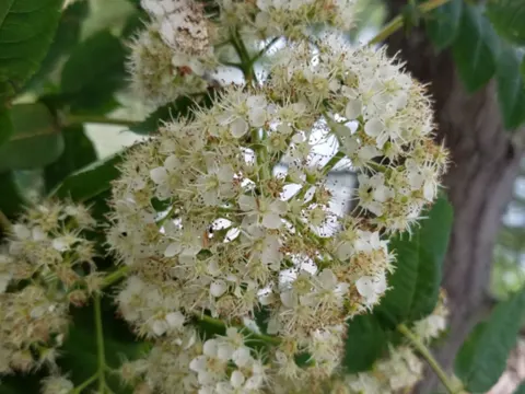 Northern Mountain-ash