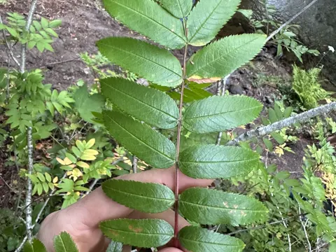 Mountain Ash