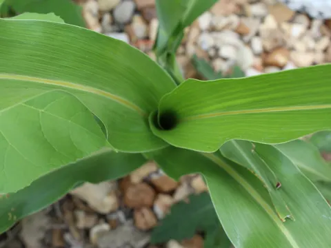 sorghum