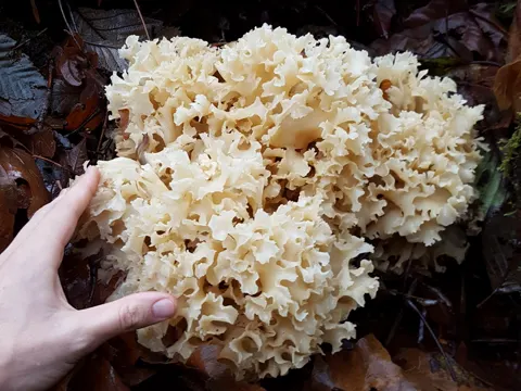 Sparassis radicata
