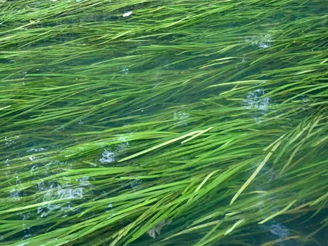 Branched Bur-reed
