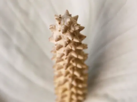 Peace Lily
