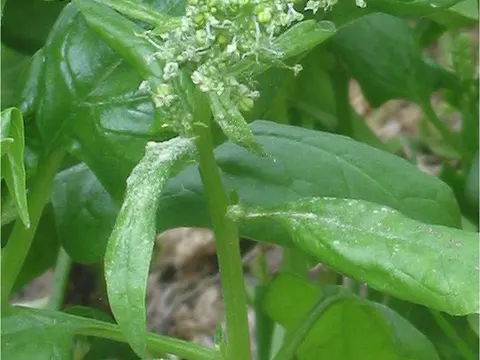Spinach