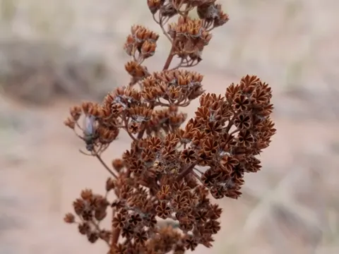 Meadowsweet