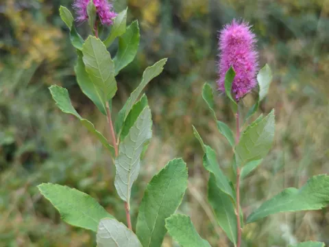 Steeplebush