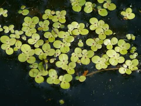Greater Duckweed