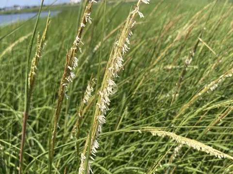 Smooth Cordgrass