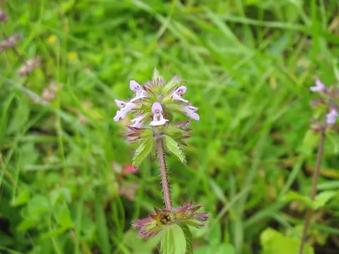 Field Woundwort