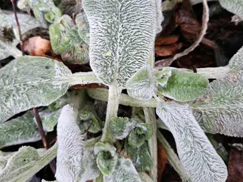 woolly hedgenettle